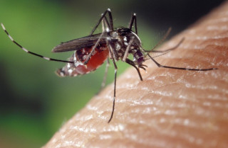 Detectan un caso autóctono de chikungunya en un municipio cercano al País Vasco