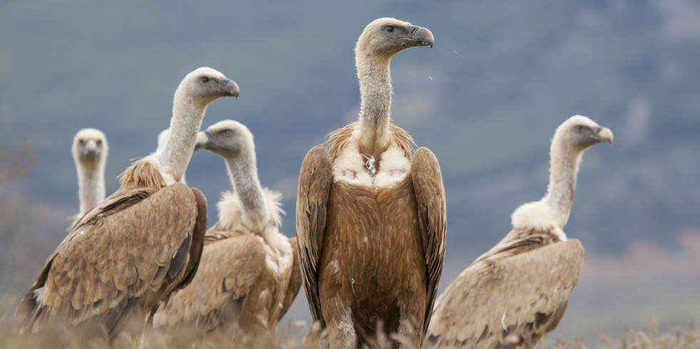 Revelan la rápida propagación de la gripe aviar entre los buitres de España y Francia
