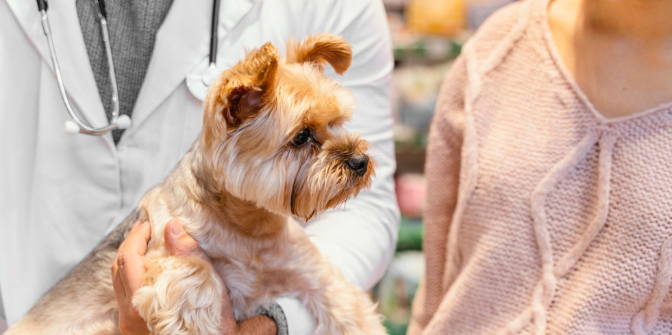 Más de la mitad de los perros tratados con Zenrelia remiten el prurito tras 28 días de tratamiento