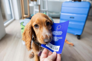 Viajar con las mascotas por Europa, ¿qué es necesario y qué se debe saber?