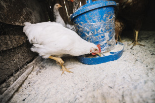 Camboya confirma un caso de gripe aviar H5N1 en una niña de seis años