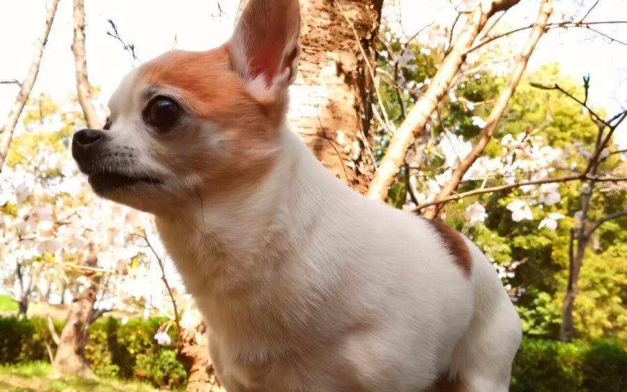 Chihuahua problema respiratorio