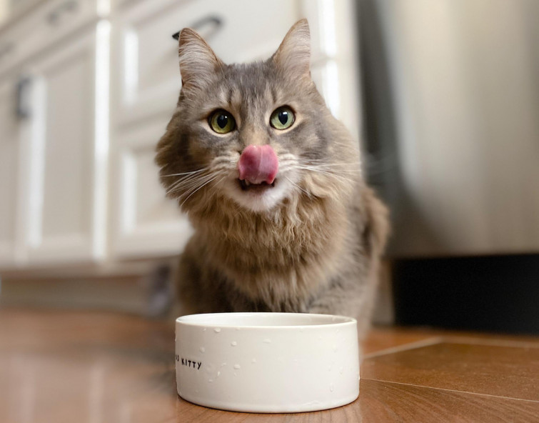 Día Internacional del Gato: Los mejores consejos para garantizar el bienestar de los felinos
