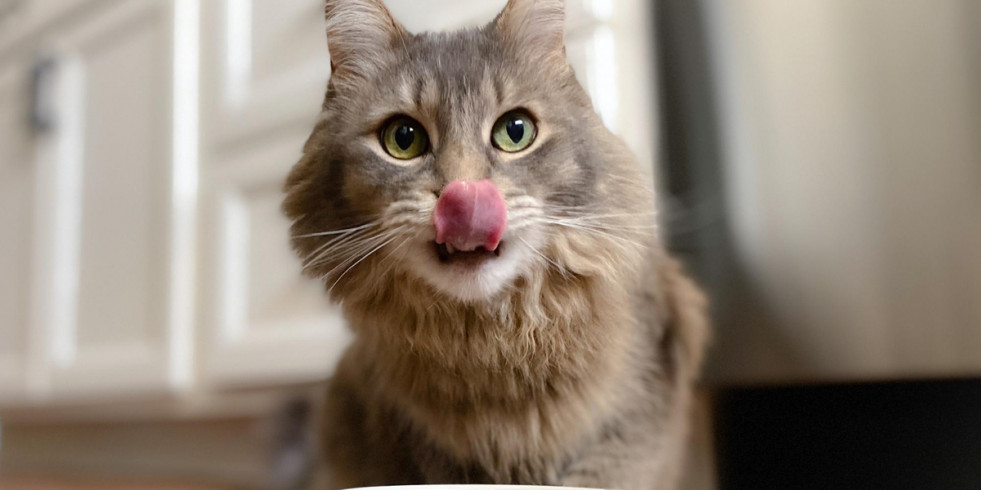 Día Internacional del Gato: Los mejores consejos para garantizar el bienestar de los felinos