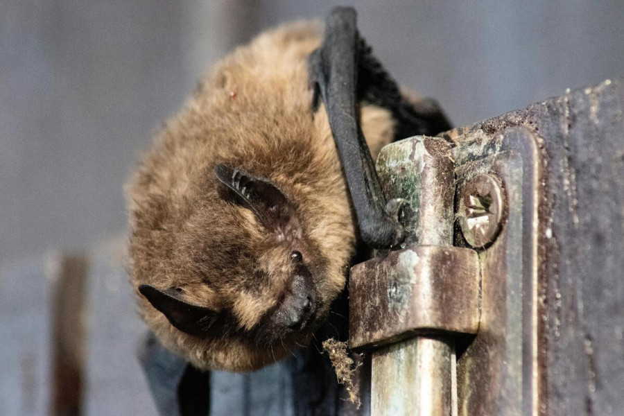 Murcielago Pipistrellus