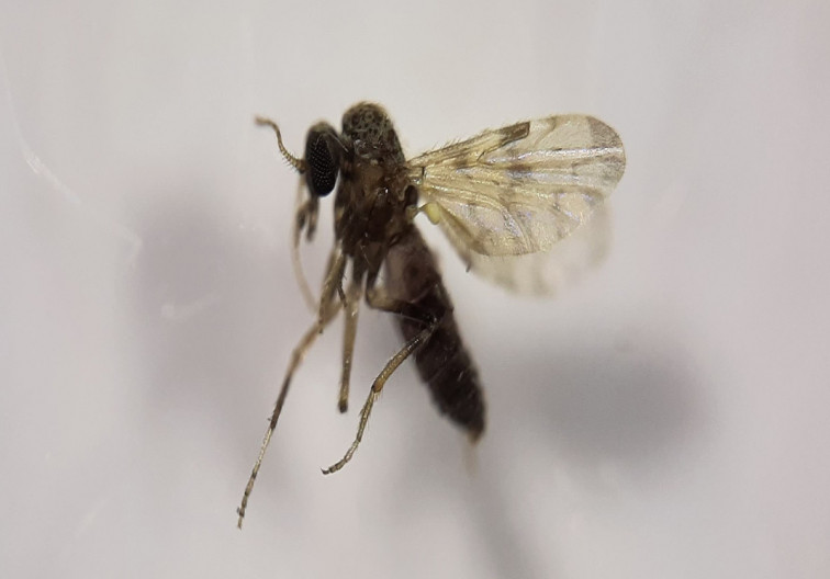 España ayuda a desentrañar cómo los mosquitos ayudan a la transmisión de enfermedades en aves silvestres