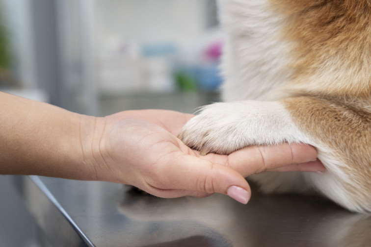 ¿Cuáles son las razas de perros más propensas a requerir corte de uñas?