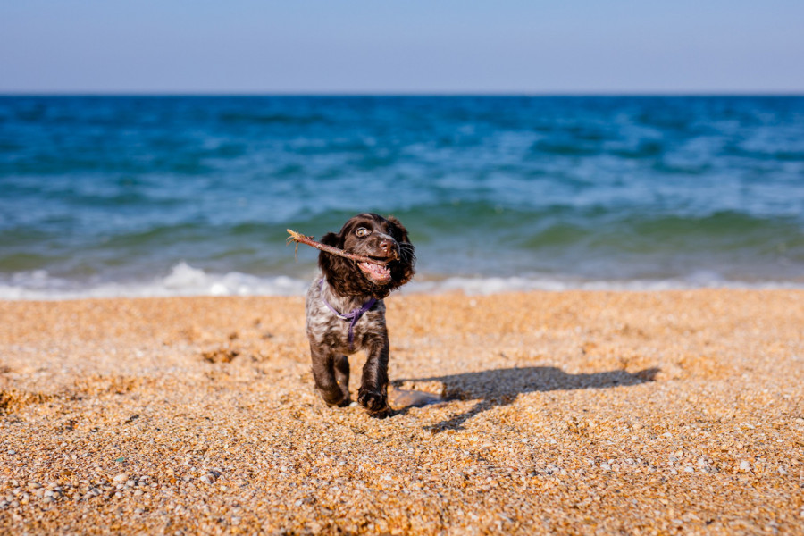 Perro playa calor verano