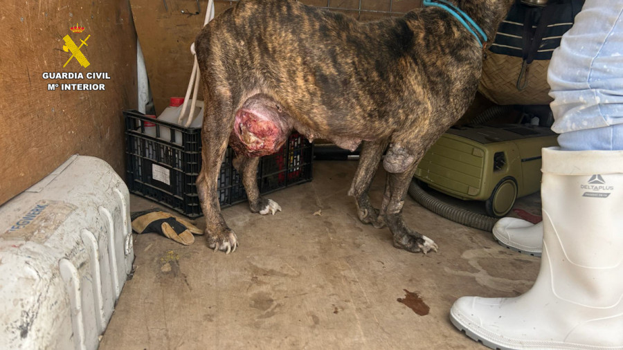 Maltrato animal vecindario soborno veterinarios