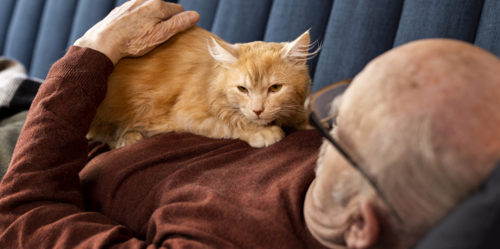 Los gatos con demencia comparten características de los humanos con Alzheimer