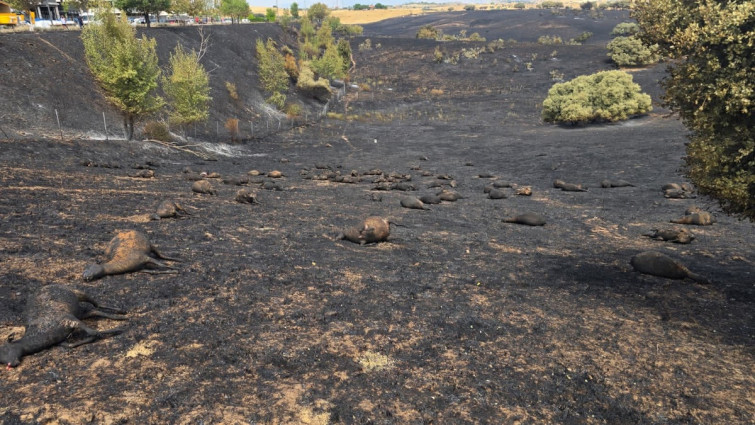 Incendio de Tres Cantos: 