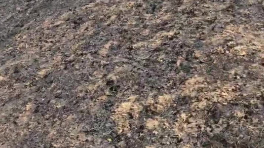 Animales muertos debido al incendio Tres Cantos