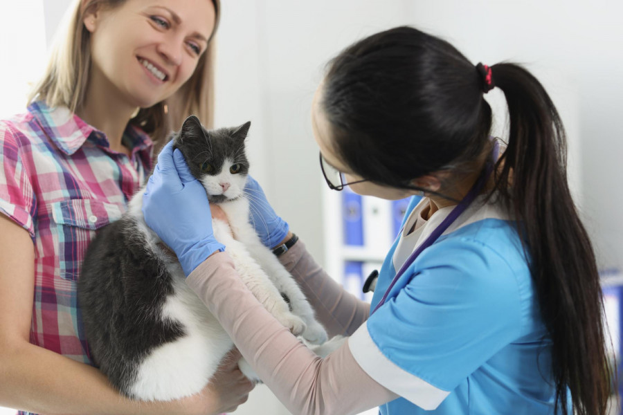 ecografía otitis gatos