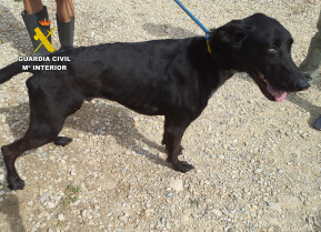 La Guardia Civil esclarece dos casos de maltrato animal en Murcia