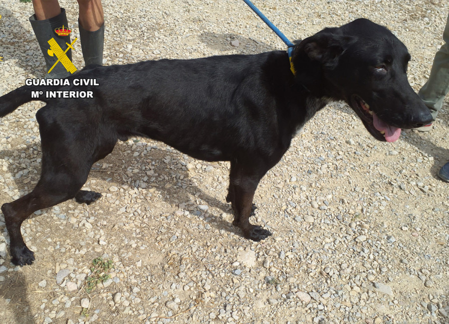 Maltrato animal murcia