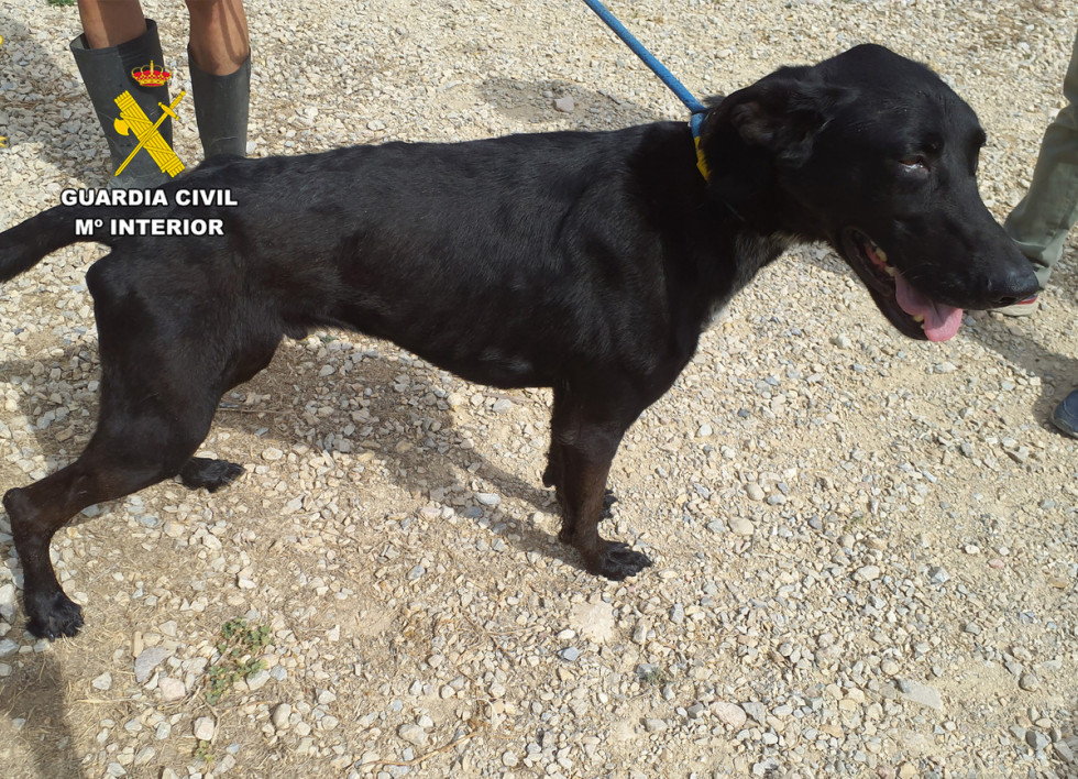La Guardia Civil esclarece dos casos de maltrato animal en Murcia