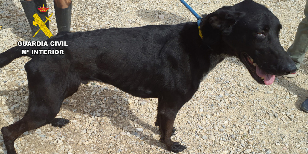 La Guardia Civil esclarece dos casos de maltrato animal en Murcia
