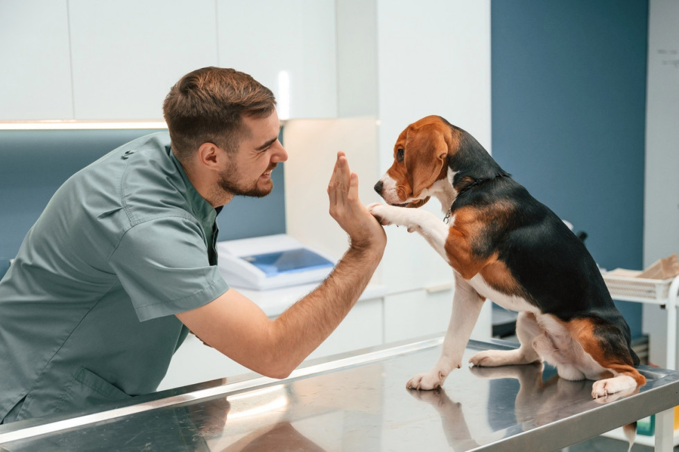Veterinarios: vocación sanitaria sin red de seguridad