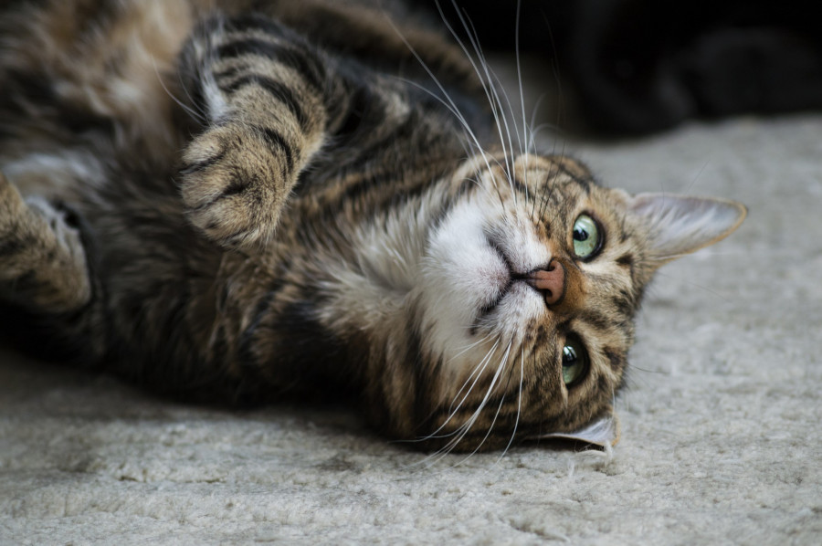 microbioma metronidazol gatos