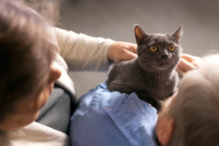 Un nuevo estudio revela que los gatos tienen la clave genética para combatir el colesterol en los humanos