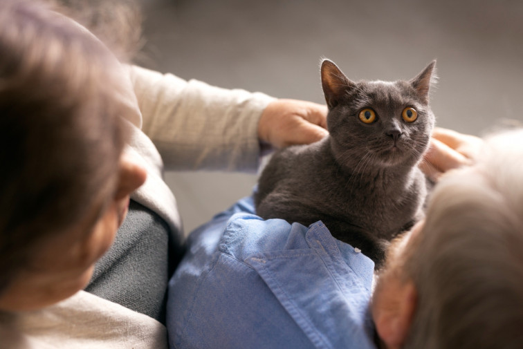 Un nuevo estudio revela que los gatos tienen la clave genética para combatir el colesterol en los humanos