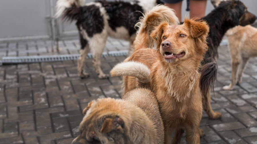 giardiasis recurrente perros