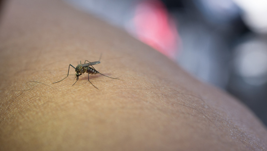enfermedades mosquitos Europa