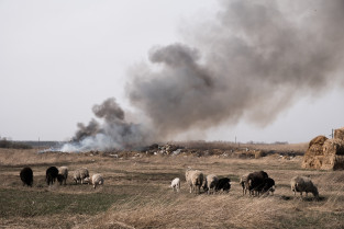Veterinarios defienden que la ganadería extensiva debe ser un elemento básico de las medidas de prevención de incendios