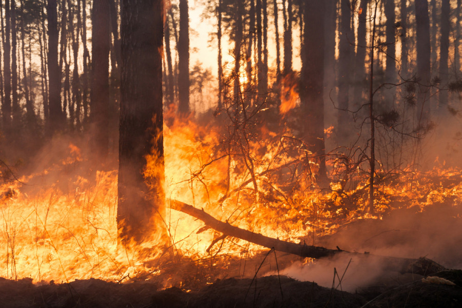 Incendios forestales España