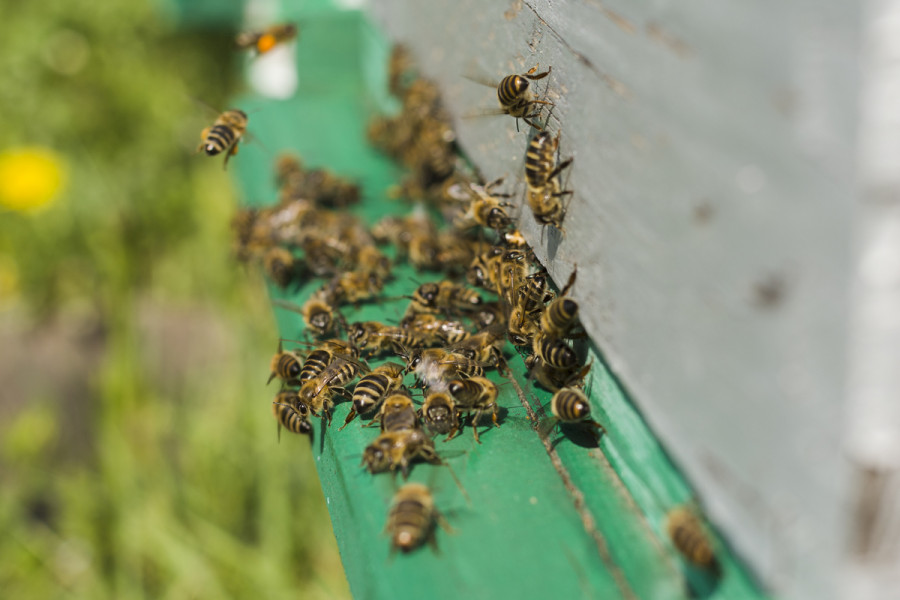 Abejas