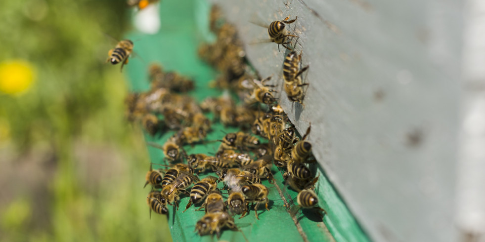 Descubren un nuevo suplemento diseñado para potenciar la reproducción de las abejas