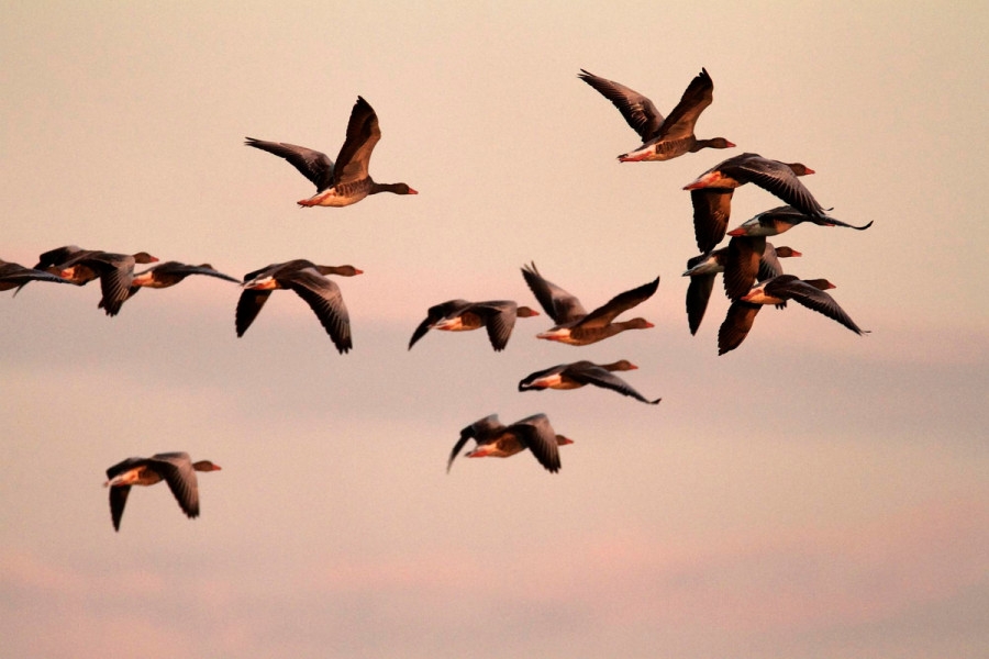 Patógenos aves silvestres
