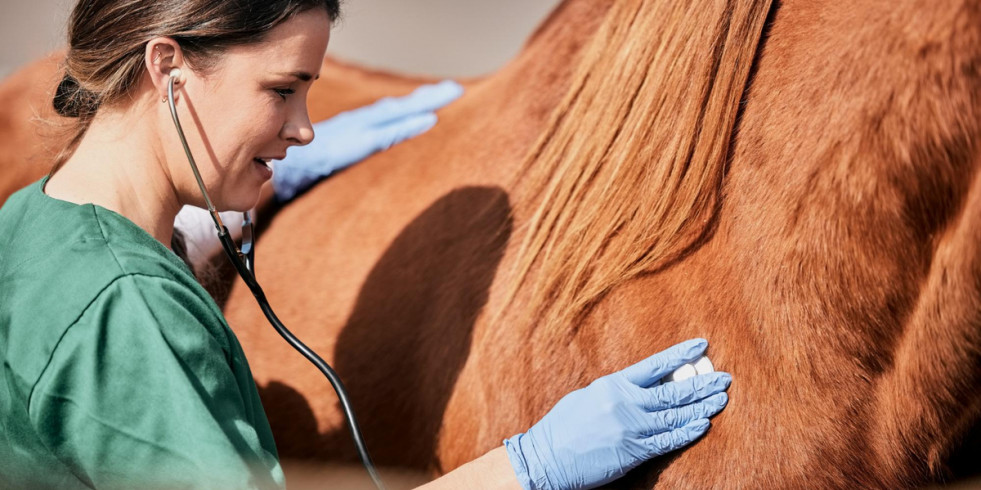 Ordenan la retirada de varios lotes de un medicamento veterinario para caballos, bovino y porcino