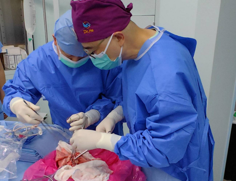Trasplante pulmón cerdo humano persona