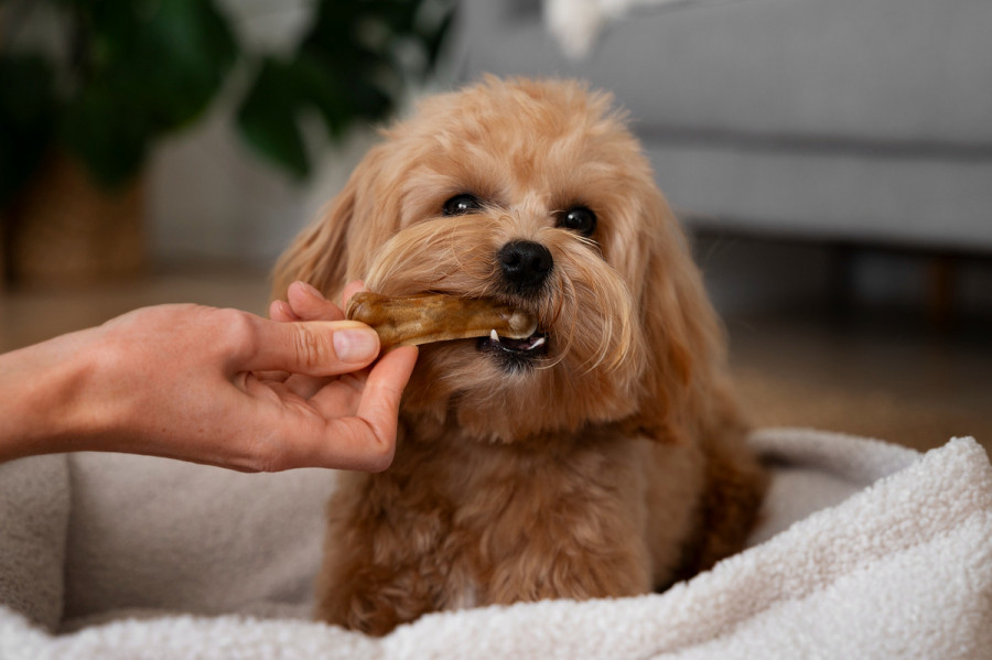 perros miocardiopatía dilatada nutrición
