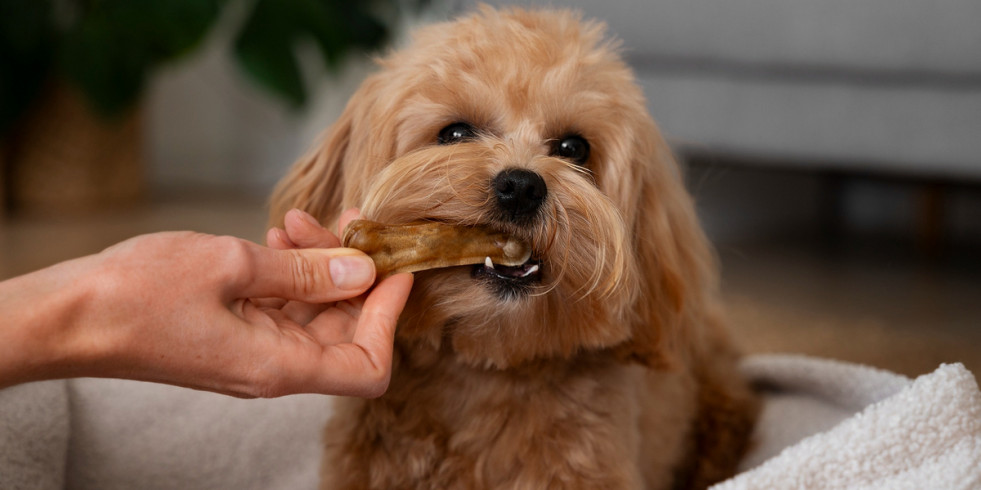 Un estudio propone una relación entre la miocardiopatía dilatada y una incorrecta nutrición en perros