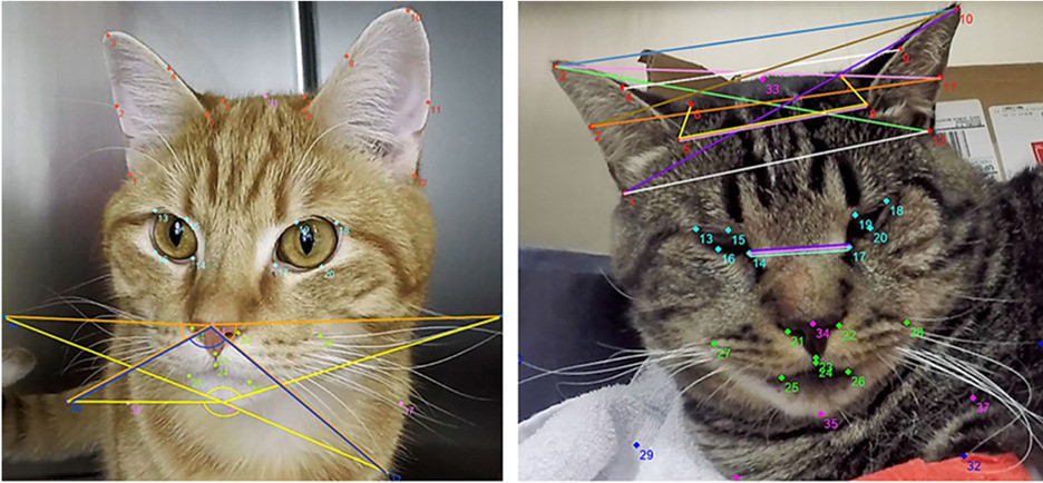 IA gatos