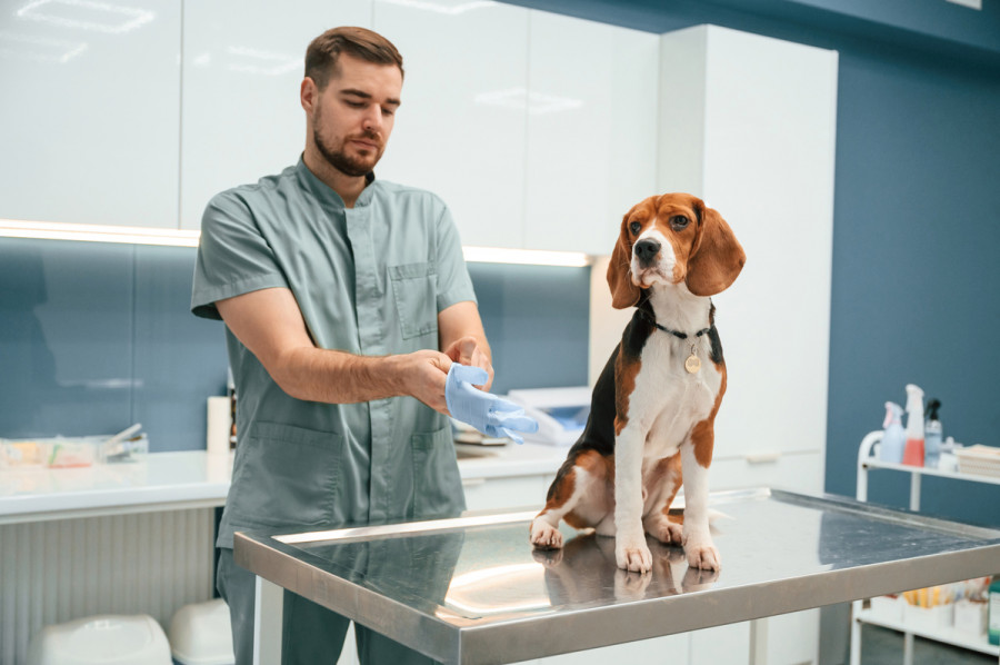Atención veterinaria perros