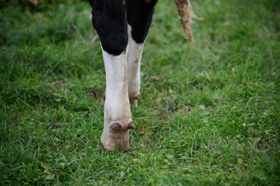 cojera vacas