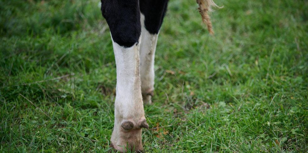 Prevalencia, métodos de puntuación, y estrategias de mejora de la cojera en vacas en Europa
