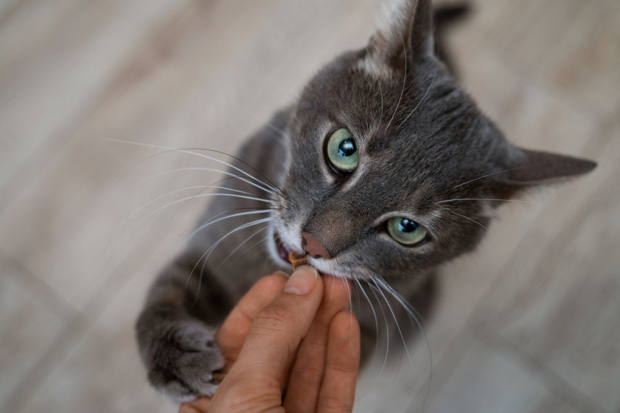 antidiabéticos no insulínicos gatos