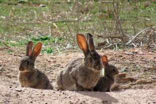 Españoles dirigen la publicación del primer censo ibérico de conejos europeos