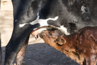 Abordan el impacto de la duración del periodo seco en la producción, reproducción y calidad de la leche en vacas
