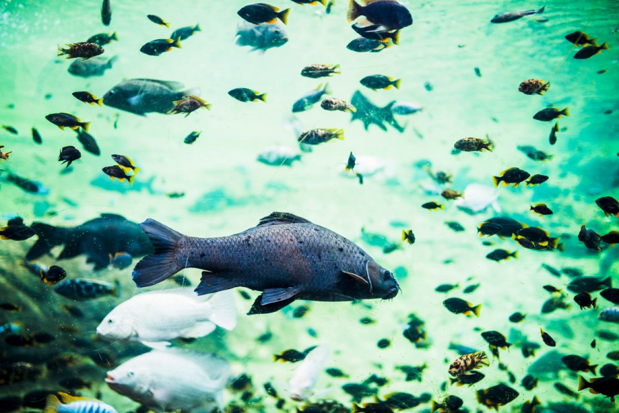 Peces (1)