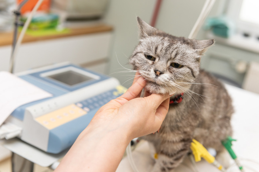 parásitos intestinales en perros y gatos