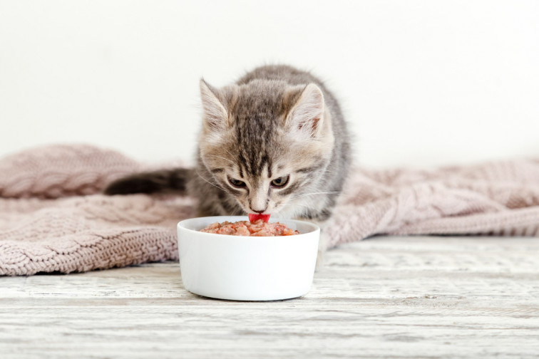 Estados Unidos informa de un nuevo caso de gripe aviar en un gato tras consumir alimentos crudos