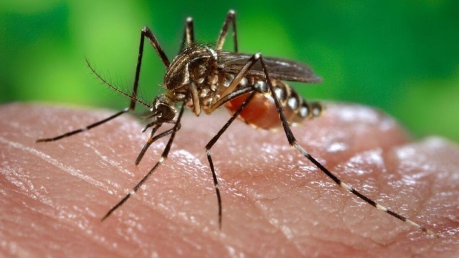Mosquito tigre