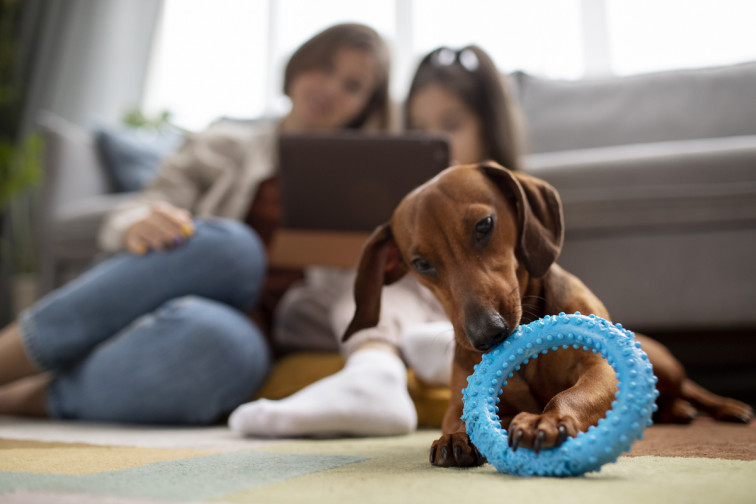Desarrollan un sistema de diagnóstico para identificar perros con TDAH