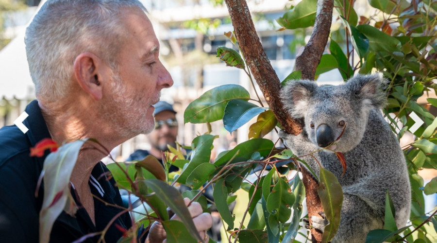 Vacuna koala clamidia