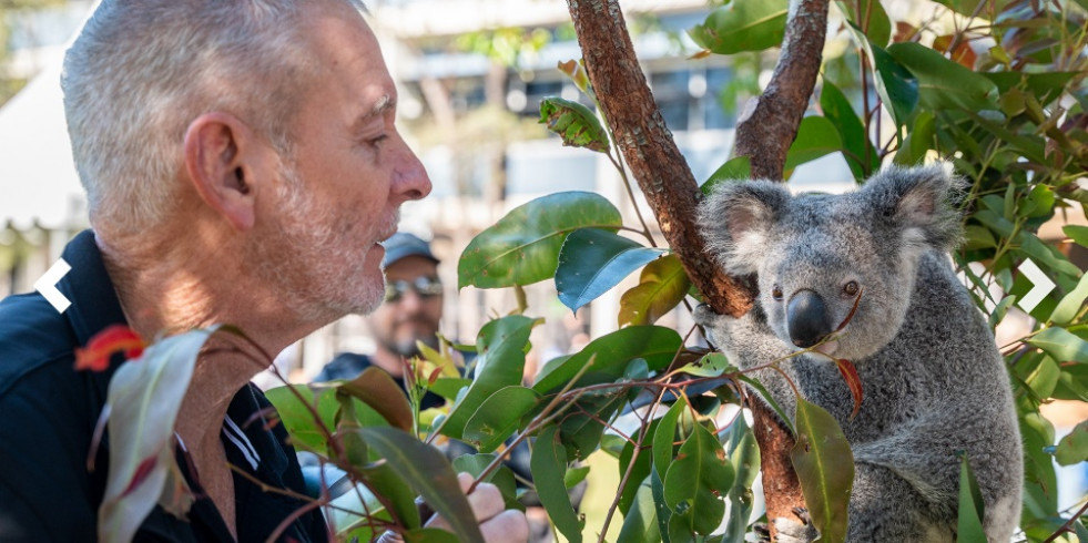Primera vacuna del mundo aprobada para combatir una enfermedad mortal en los koalas